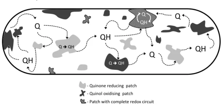 Figure 2: Models of Electron Flux (A) and the PMF (B) in E. coli. A) While patches of OXPHOS complexes exist alongside individual enzymes (not represented) it is likely that each patch contains only one type of OXPHOS enzyme, either reducing quinone (Q) to