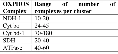 Table 2: Stoichiometry of OXPHOS enzyme clusters  