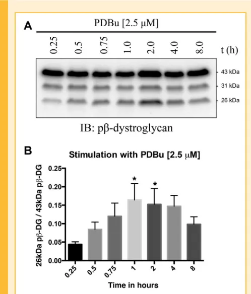 Fig. 1.PDBu leads to an increase in the levels of the 26 kDa fragment ofbexperiments.LNCaP cells with 2.5demonstrates a time-dependent change in the proteolysis of phosphorylatedb31 kDa, and 26 kDa cytoplasmic fragments ofPhorbol ester-induced proteolysis 