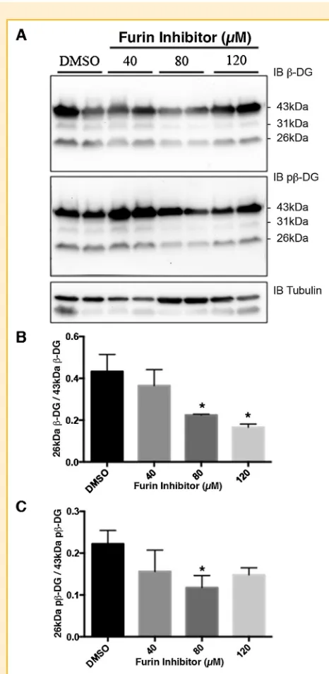 Fig. 3.against furin inhibitor concentration (B) or for ppresented are the meanmiddle panel) withpresented as the proportion of 26 kDaStudentFurin inhibitor treatment of LNCaP cells reduces the levels of 26 kDab-dystroglycan
