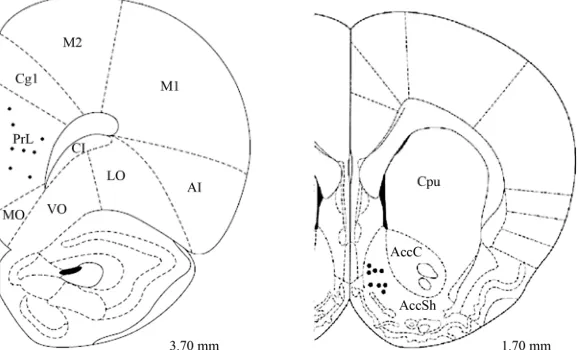 Figure 1. Schematic representation of electrode tip placements in PFC (prelimbic PrL region) and Acc shell region (AccSh) (n = 8)