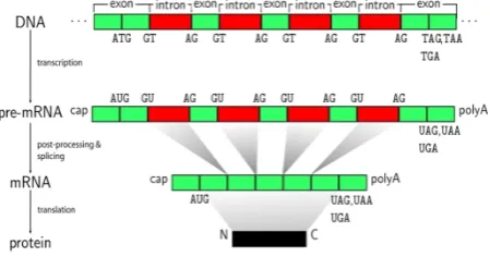 Figure 5: Process of protein synthesis  