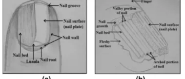 Fig 1: Finger nail surface in (a), magnification of the nail bed structure in  (b) 