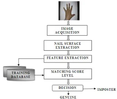 Fig 3: Block diagram of personal identification using nail plate  Above block diagram shows the dorsal part of the hand image acquired from A630 Digital canon camera