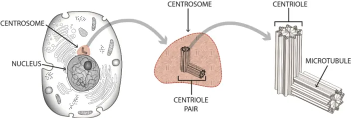 Figure 1. The structures of the centrioles. 
