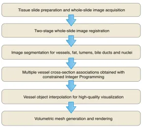Figure 1 The overall workﬂow of 3D vessel analysis with whole slide imaging data of liver tissuesections.