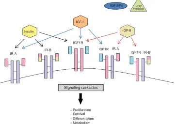 Figure 1 Schematic representation of the insulin-like growth factor system.Notes: The IGF system consists of peptides (IGF-I, IGF-II and insulin), receptors (the IGF-I receptor, the IR, and the IGF-II), a family of six high-affinity IGFBPs, as well as a gr