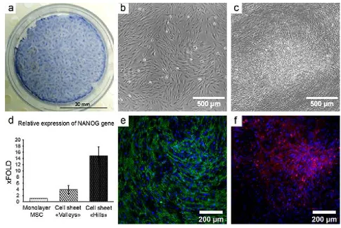 Figure 2. Self-organization of MSC in cell sheets results in formation of 