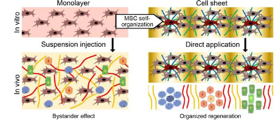 Figure 3. Self-organization of MSC as a basis of its organizing function 