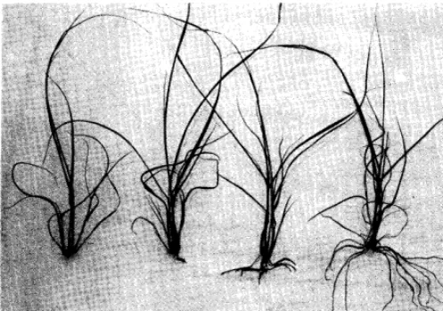 Fig. 6. Effects of relative humidity on total length of adventitious roots pro- duced in the j-day test at 30°C