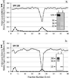 Figure 4. Chymotrypsin affinity chromatography of the SPI pools 1 and 2 from Fig 3a.  The insets depict bT affinity blots, which identify active SPIs in the sample prior to (1) and after (2) chymotrypsin affinity chromatography