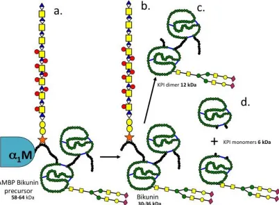 Figure 8.   Schematic representations and proposed inter relationship between SPI species seen in this study