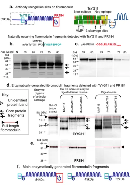 Figure 3.  Schematic depiction of the epitopes identified by pAbs TsYG11 and PR-184 (a)  and identification of naturally occurring FMOD fragments in OA knee cartilage from total knee replacement donors aged 59, 65, 75, 77 and 83 years of age using Western 