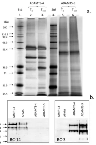 Figure 5.  Assessment of autocatalytic conversion of ADAMTS-4 and 5 in-vitro. Silver stained with a Novex Silver Stain kit to visualise ADAMTS species (a)