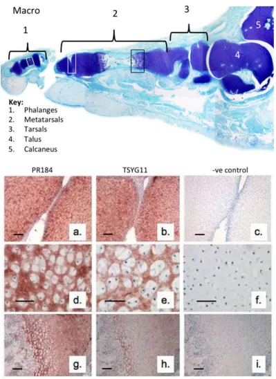 Figure 1. Macroscopic vertical section through a 14 week gestational age human foetal foot stained with toluidine blue-fast green (macro) to depict the cartilage rudiments and the areas used for immunolocalisation(a-i)
