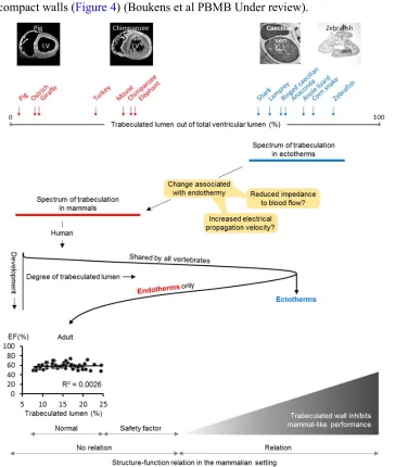 Figure 4. Evolutionary transition from spongy to compact. In the evolution from ectothermy to endothermy, the cardiac chambers became a lot less trabeculated and the chamber walls became compact