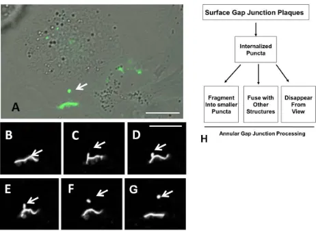 Figure 2. Time lapse imaging of cells expressing Cx43-GFP. (A) DIC image of cell population seen in the time lapse images collected at 1 minute intervals in B-G