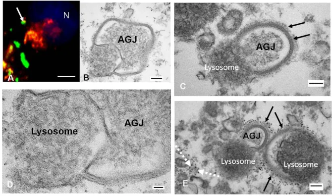 Figure 4. Localization of annular gap junction vesicles and Lysosomes (A) Immunocytochemical localization of Cx43 (green) and lysosomes detected with LAMP1 (red)