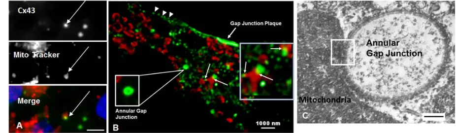 Figure 5. Mitochondria associate with annular gap junctions. (A, B) Immunocytochemical analysis of mitochondria (red) and Cx43 gap junction antigen (green)