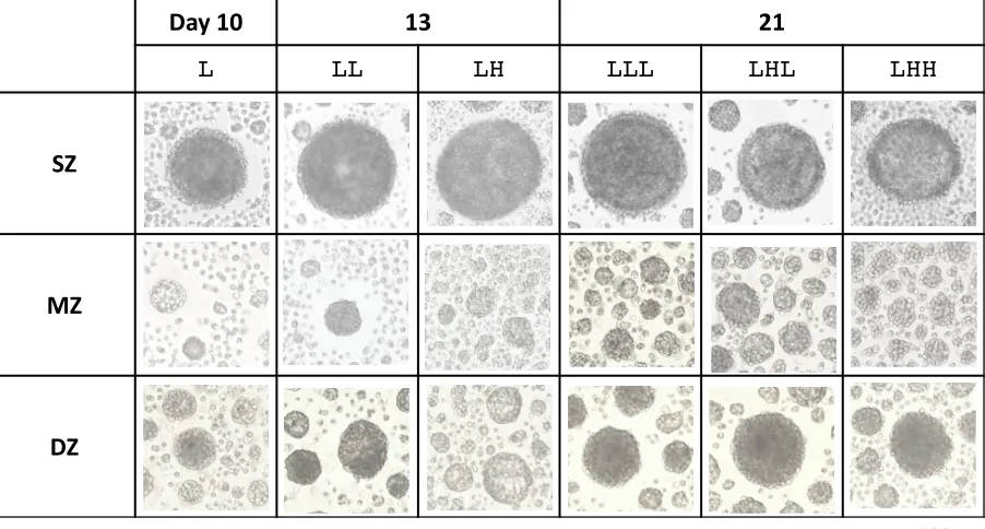 Figure 1. Photomicrographs of spheroids observed with an inverted microscope at days 10, 13, and 21