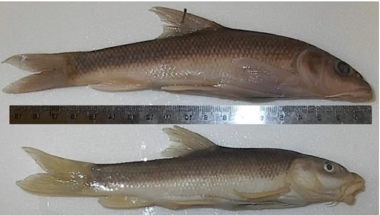 Fig. 4 -  Right: Head of L. barbulus Gamasiab River, image kindly provided by Mohammad Ghazi, (1996) Left:  Head of the specimen (No