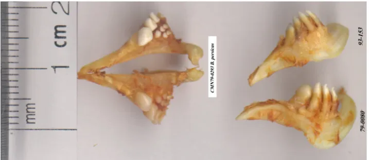 Fig. 7- pharyngeal teeth of L. barbulus and L. persicus, image provided by Valiallahi, 2000
