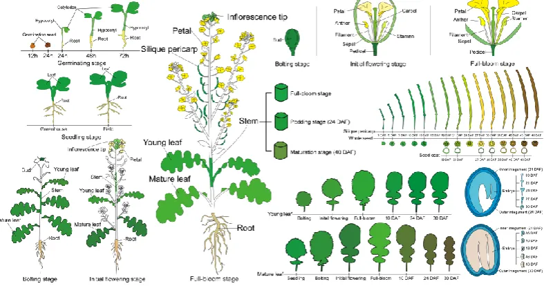 Figure 2. A cartoon illustrating 103 rapeseed ZS11 plant tissue samples used for RNA-seq analysis