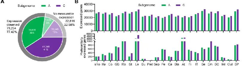 Figure 3. Statistics of expressed genes in A and C sub-genomes in rapeseed. (A) Gene expression number in the A and C sub-genomes