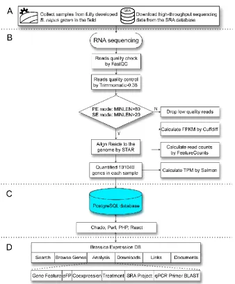 Figure 5. The hompage of the BrassicaEDB. (A) search panel, (B) gene panel, (C) functional modules panel