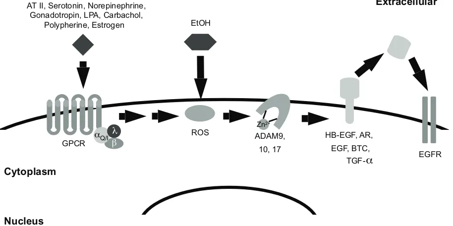 Figure 1 Alcohol may mimic G-protein coupled receptor transactivation of eGFr. Signaling by Gq/i-coupled receptors contributes to the production of reactive oxygen species (rOS)
