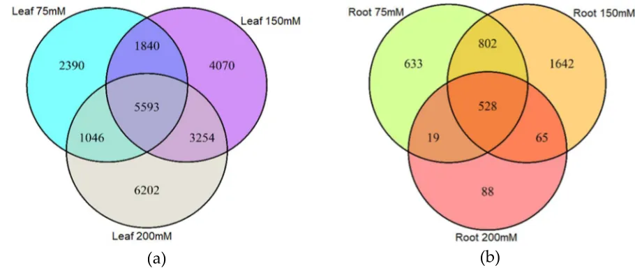 Figure 3: Venn diagram showing the number of differentially methylated markers (DMMs) induced by different salt concentrations in barley leaves and roots