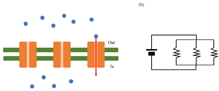 Figure 1. Ion channels are considered as electrical resistances   (a) Ion channels around the membrane