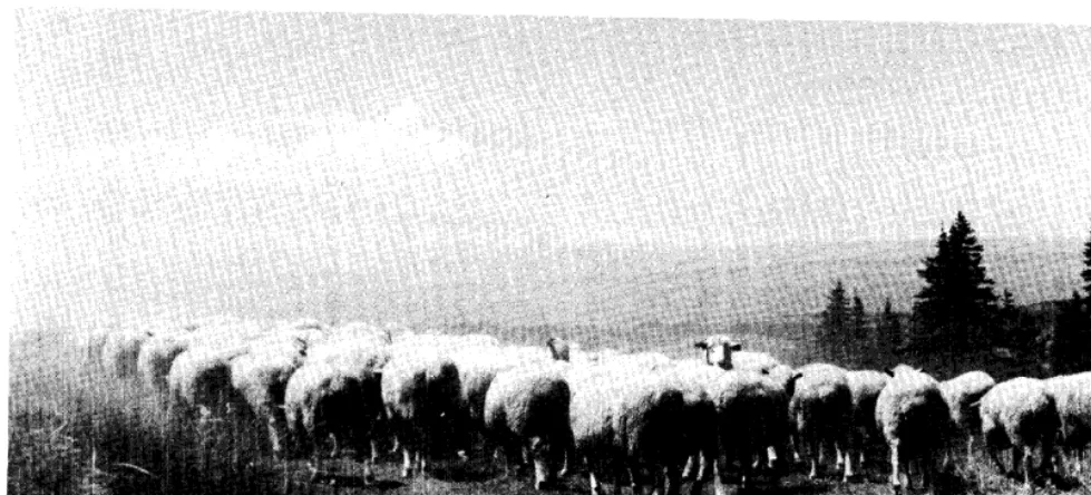 Table 1. Total lamb-ewe mortality figures, 1973-75. 