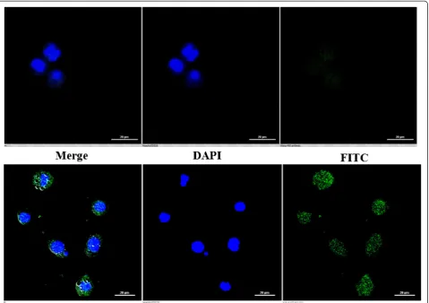 Figure 3 Representative confocal pictures of DTE induced apoptotic cells. U937 cells were incubated with DTE at 50 μg/ml dose for 48 hand after completion of stipulated time of treatment cells were labeled with FITC-AnnexinV (green fluorescence) and DAPI (
