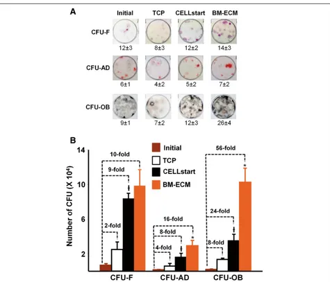 Fig. 5 MSC self-renewal and retention of differentiation capacity after culture in SFM on TCP, BM-ECM, and CELLstart™