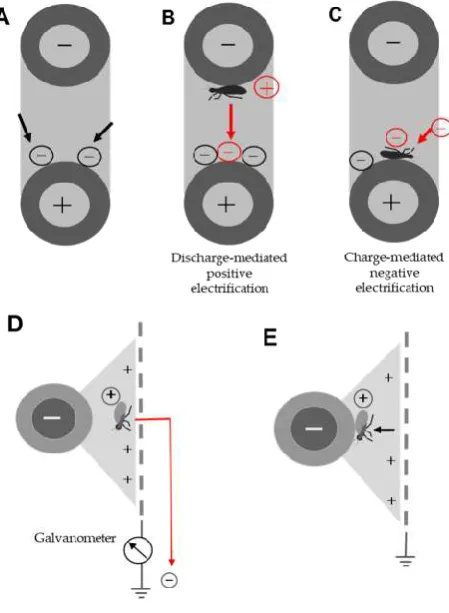 Figure 2. Schematic representation of the insect-capturing mechanism of the electric field of double-charged 