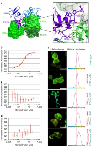 Figure 1 | In vitromeasured by MST. Unlabelledlaw of mass action to yield an apparent(blue/purple) representations (derived from PDB 1GRI)