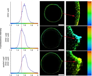 Figure 3 | Binding of phosphotyrosine by Grb2-SH2 domain leads to dissociation. smFLIM shows Grb2 dimerization is disrupted upon phospho-Shcpeptide binding by its SH2 domain