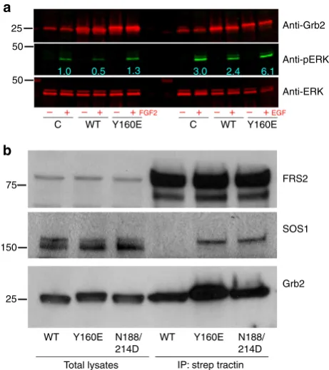 Figure 4 | Dimeric Grb2 inhibits while monomeric Grb2 promotes MAPkinase activity.(as control, C) and strep-tagged wild-type Grb2 or the dimerization-defective Y160E mutant were stimulated with 50 ng/ml FGF2 or EGF for 15and 5 min, respectively