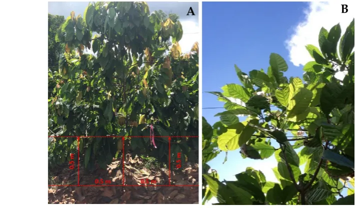 Figure 2. A) Distance of image acquisition data in cocoa trees under Tatura trellis system using VitiCanopy application (app) and B) image of canopy recorded using the VitiCanopy app 
