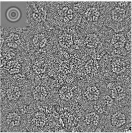 Figure 6. Symmetry analysis. Some of the ~7300 particles selected au-tomatically from a set of micrographs using the automatic particle pick-ing program PICK_M_ALL (part of the IMAGIC-4D software system [46])
