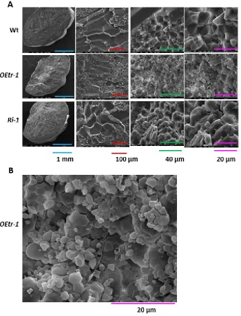Figure 3. Scanning electron microscopy images of the structures of the starch granules in the 
