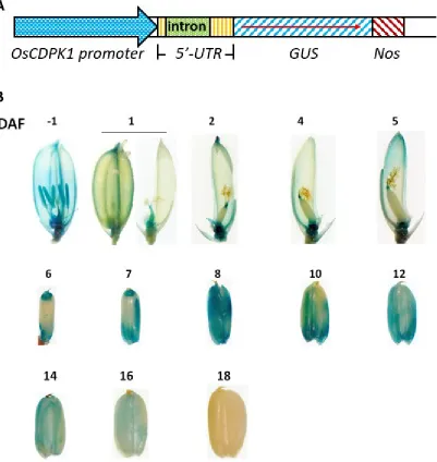 Figure 5. Histochemical GUS (β-glucuronidase) activity staining in flowers and developing rice 