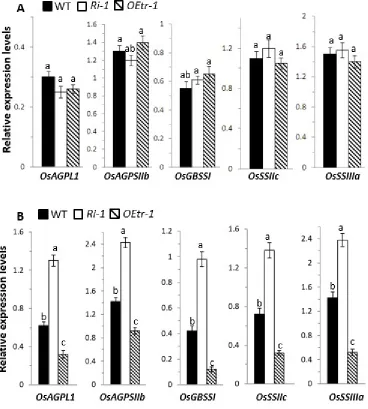 Figure 6. Expression of starch-biosynthesis-related genes during seed development in the WT, 
