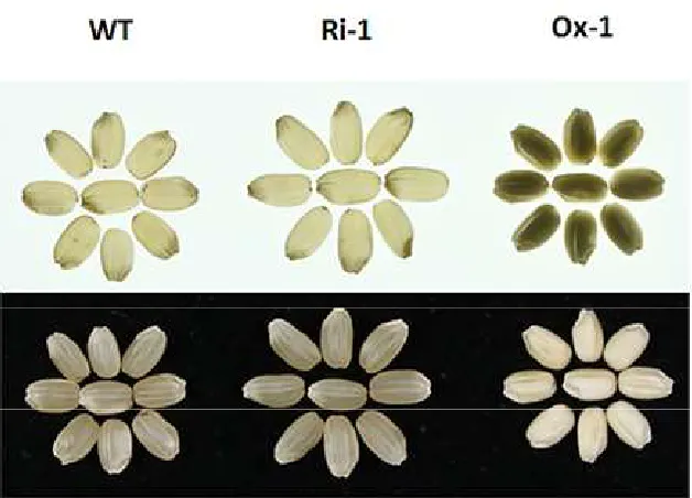Figure S1. Comparison of the transparent appearance of endosperm between Wt, OEtr-1 and Ri-1 grains
