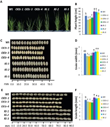 Figure 1. Plant heights and grain morphologies in the WT, and the OEtr-1, -3 and -4 (OEtrs), 