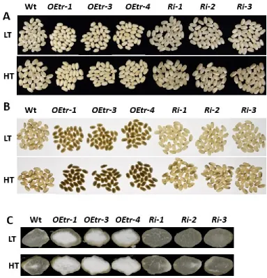 Figure 2. Effects of temperature on the appearances of the WT, OEtrs, and Ris endosperm