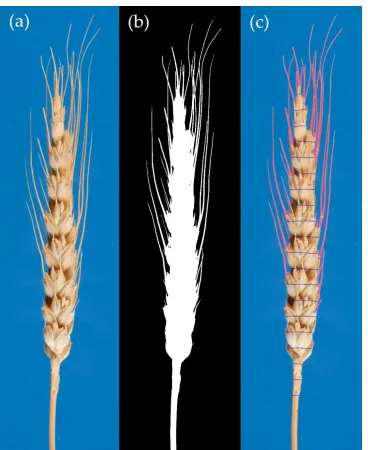 Figure 4. Stages of the algorithm for identifying awns by the example of a spike of F2 hybrid between the Triple Dirk B and Chinese wheat T