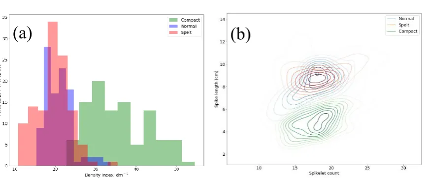Figure 8. (a) Histogram of spike distribution according to density index and (b) diagram of spike distribution according to the number of spikelets per spike and spike length