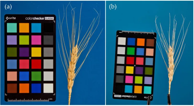 Figure 1 shows examples of spike images. 